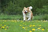 BORDER COLLIE 933